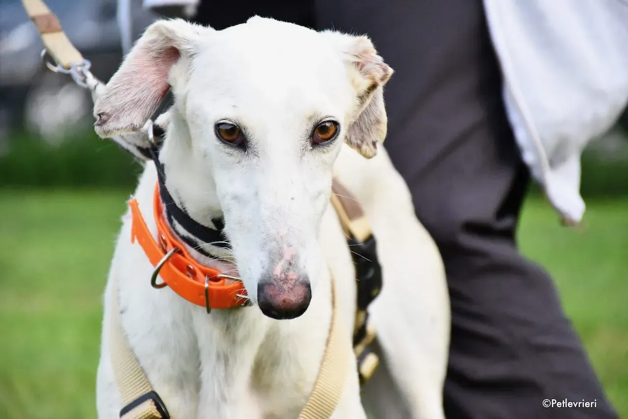 adoption day galgo 23 maggio 2020 83