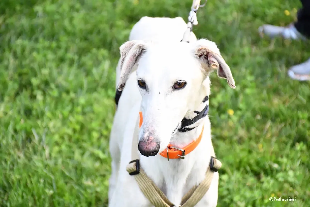 adoption day galgo 23 maggio 2020 84