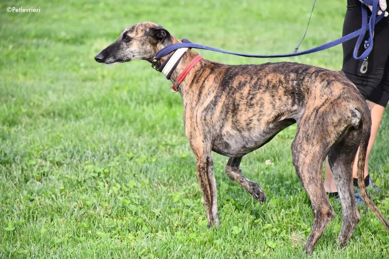 adoption day galgo 23 maggio 2020 85