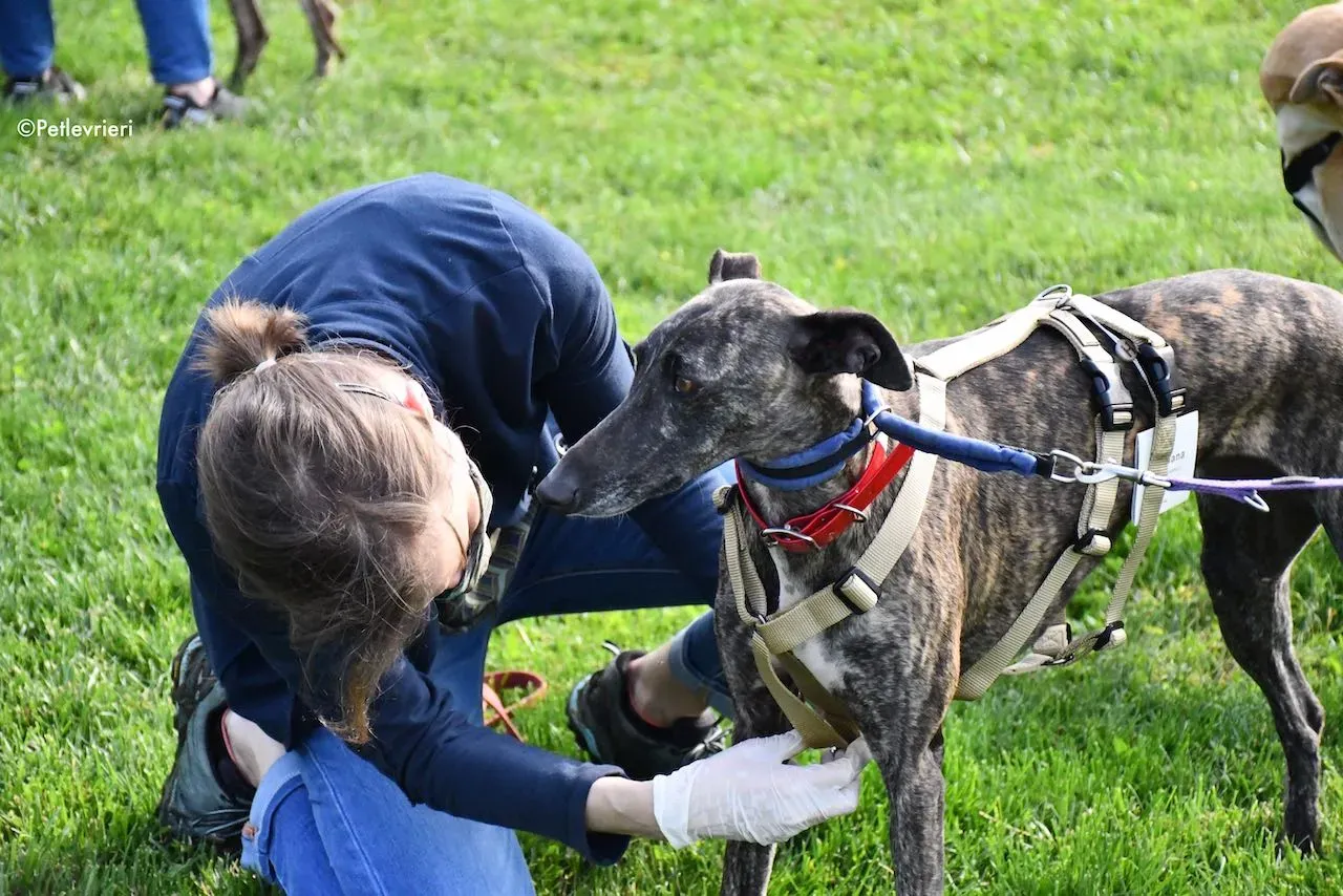 adoption day galgo 23 maggio 2020 86