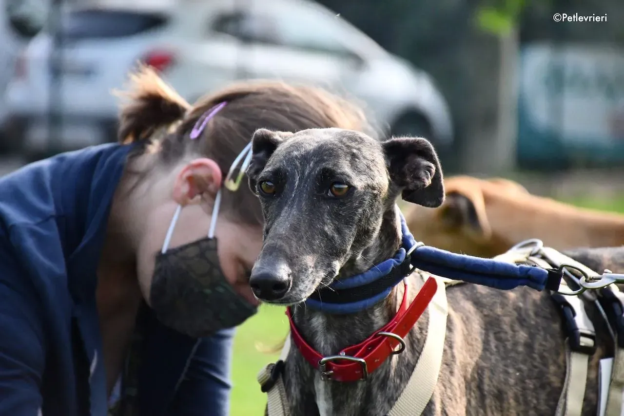 adoption day galgo 23 maggio 2020 87