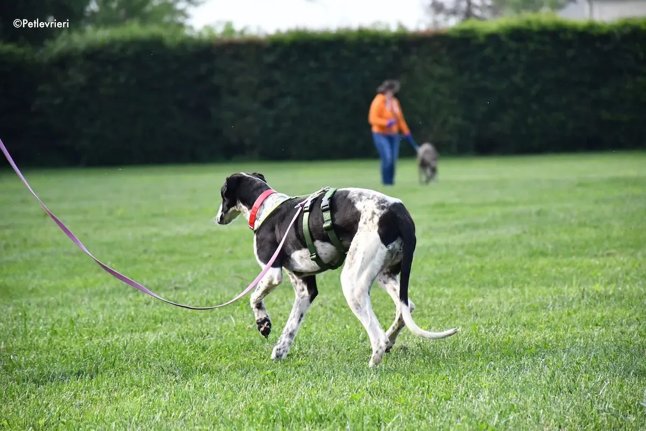 adoption day galgo 23 maggio 2020 89