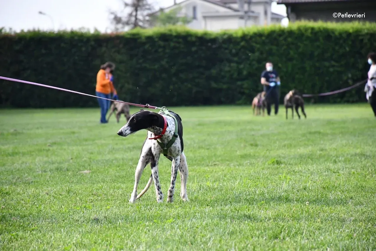 adoption day galgo 23 maggio 2020 90