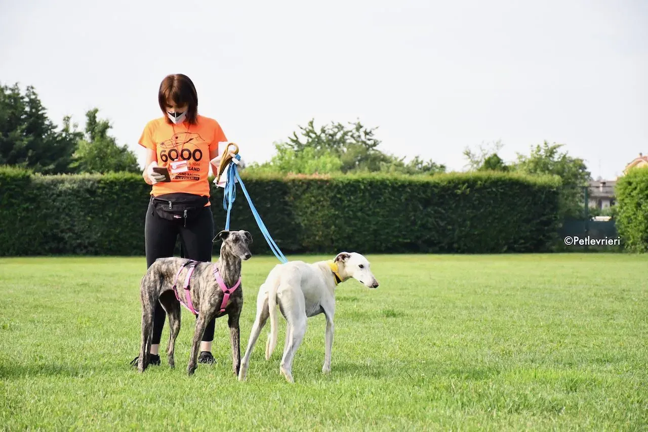 adoption day galgo 23 maggio 2020 91