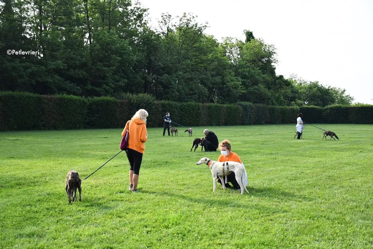 adoption day galgo 23 maggio 2020 92