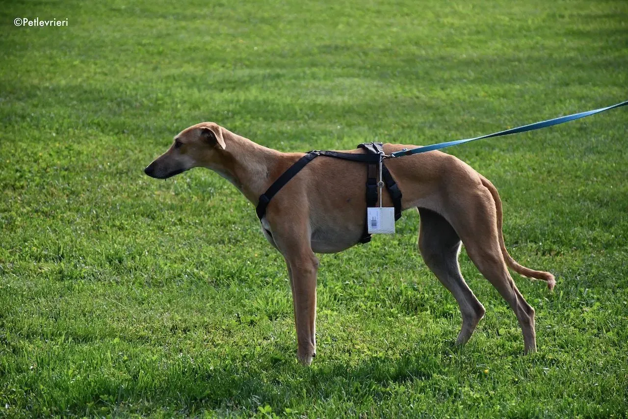 adoption day galgo 23 maggio 2020 93