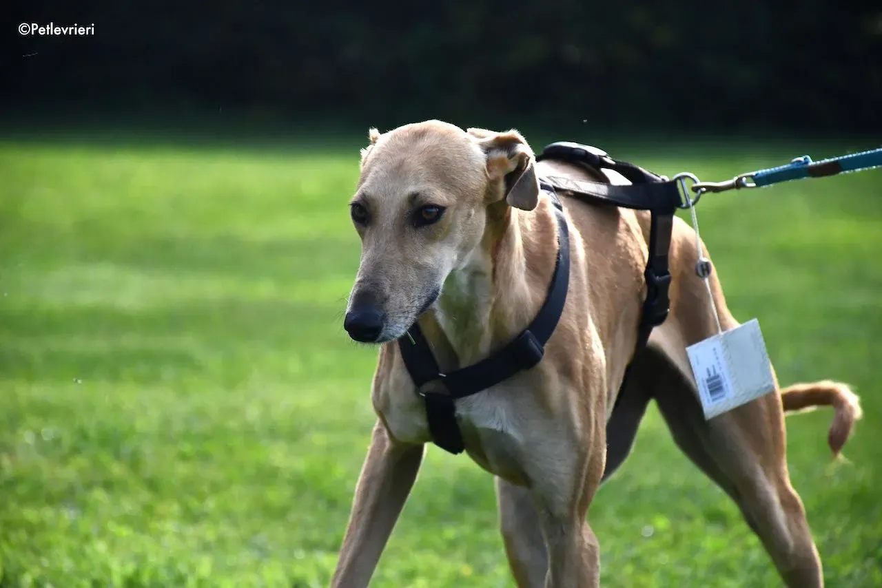 adoption day galgo 23 maggio 2020 94