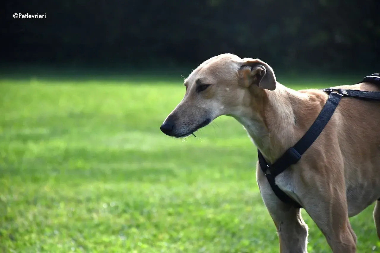 adoption day galgo 23 maggio 2020 95