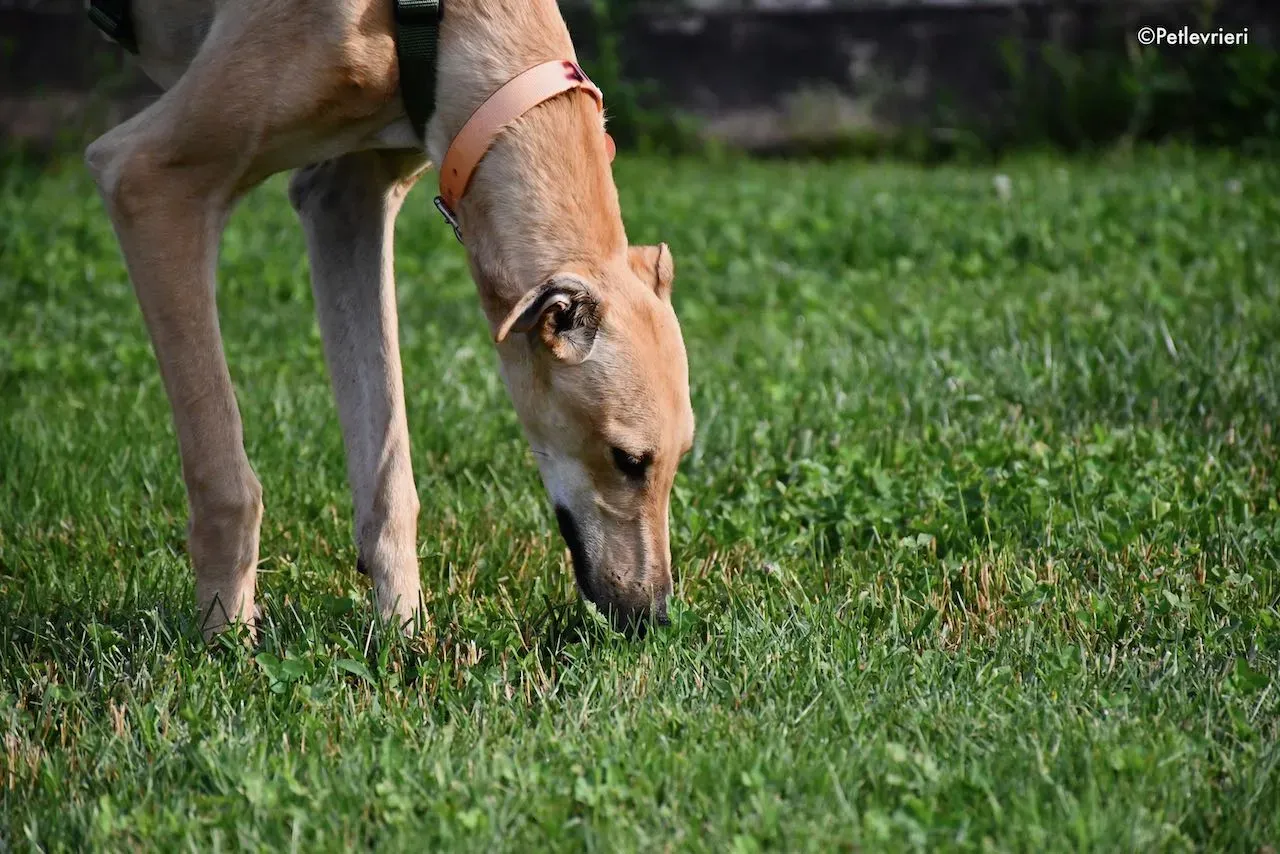 adoption day galgo 23 maggio 2020 96