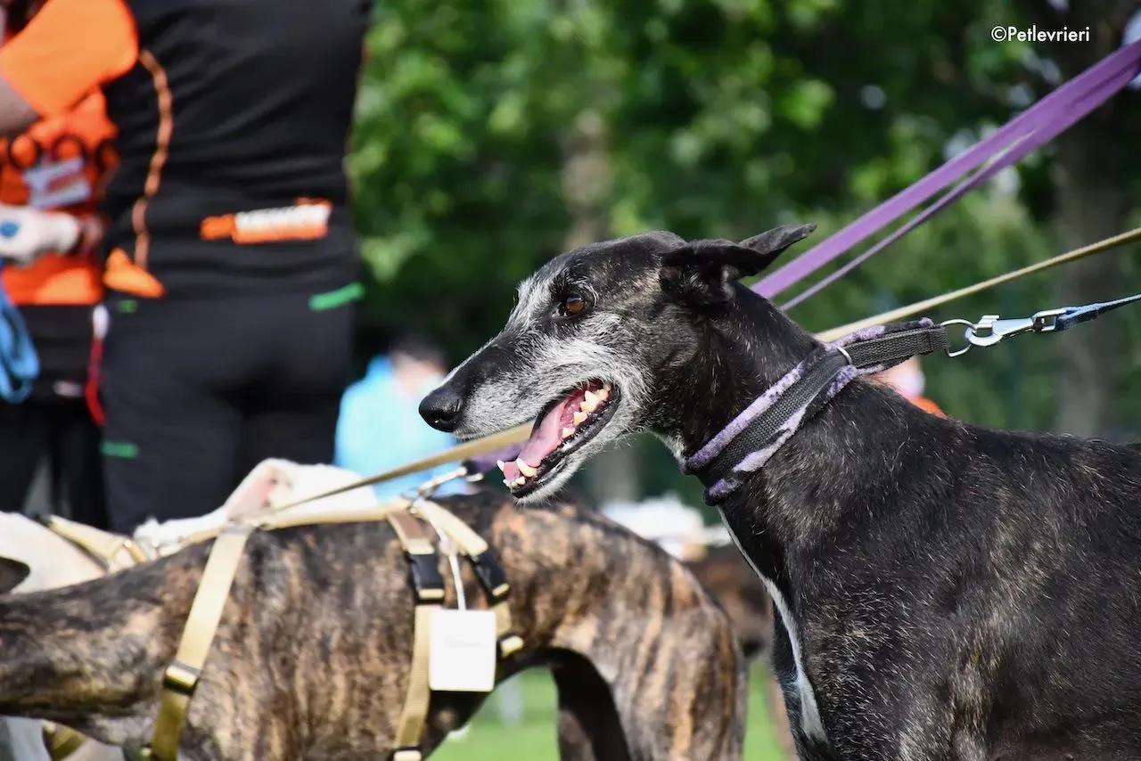 adoption day galgo 23 maggio 2020 98