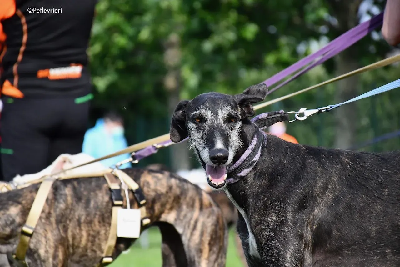 adoption day galgo 23 maggio 2020 99