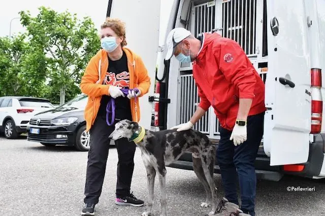 adoption day greyhound 16 maggio 2020 10