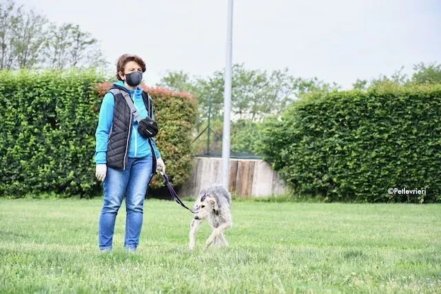 adoption day greyhound 16 maggio 2020 100