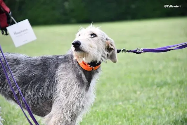 adoption day greyhound 16 maggio 2020 101