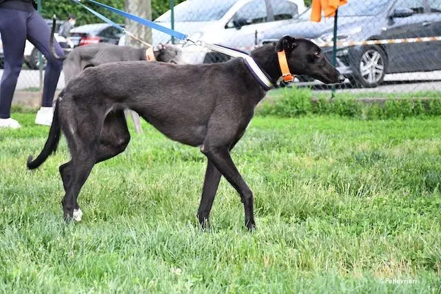 adoption day greyhound 16 maggio 2020 102
