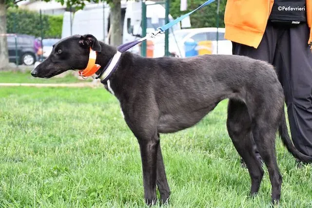 adoption day greyhound 16 maggio 2020 103