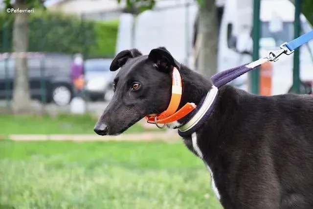 adoption day greyhound 16 maggio 2020 104