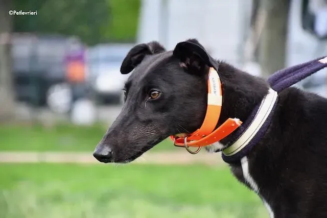 adoption day greyhound 16 maggio 2020 105