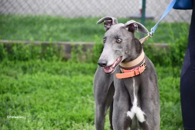 adoption day greyhound 16 maggio 2020 106