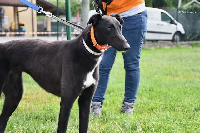 adoption day greyhound 16 maggio 2020 107