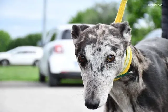adoption day greyhound 16 maggio 2020 11