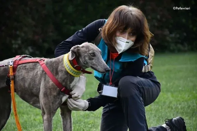 adoption day greyhound 16 maggio 2020 110