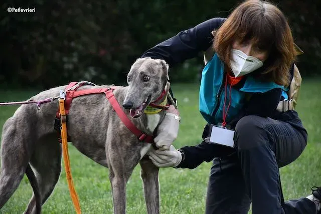 adoption day greyhound 16 maggio 2020 111