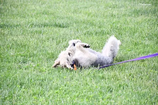 adoption day greyhound 16 maggio 2020 112