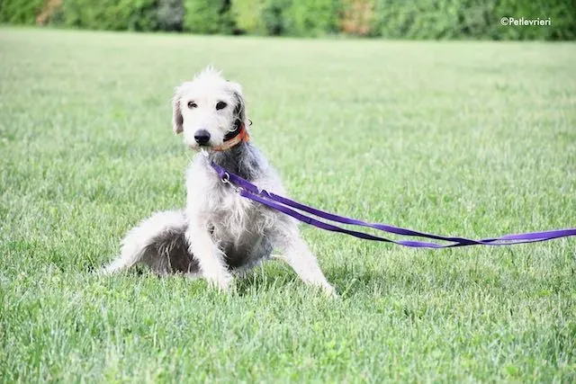 adoption day greyhound 16 maggio 2020 113