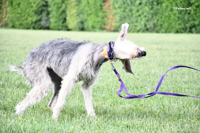 adoption day greyhound 16 maggio 2020 114