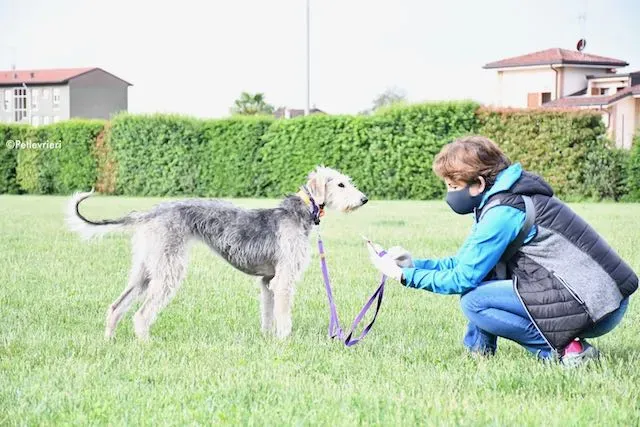 adoption day greyhound 16 maggio 2020 115