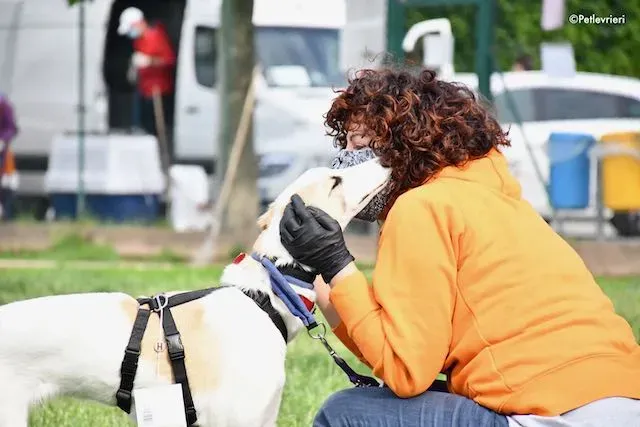 adoption day greyhound 16 maggio 2020 117