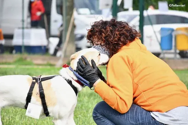 adoption day greyhound 16 maggio 2020 118