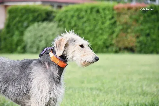 adoption day greyhound 16 maggio 2020 119