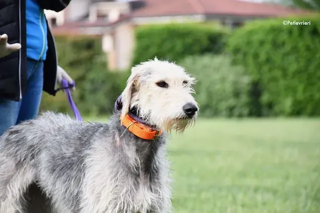 adoption day greyhound 16 maggio 2020 120