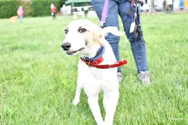 adoption day greyhound 16 maggio 2020 122