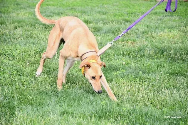 adoption day greyhound 16 maggio 2020 124