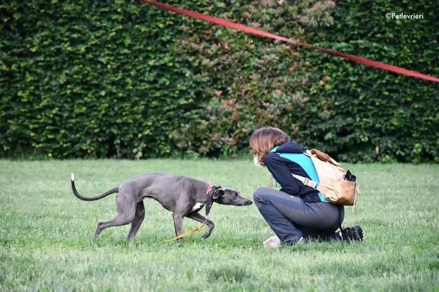 adoption day greyhound 16 maggio 2020 125