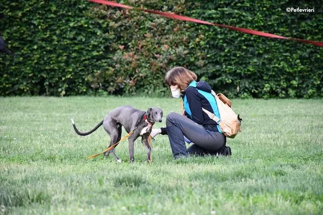 adoption day greyhound 16 maggio 2020 126