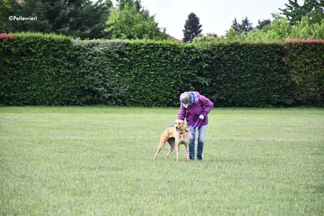 adoption day greyhound 16 maggio 2020 127
