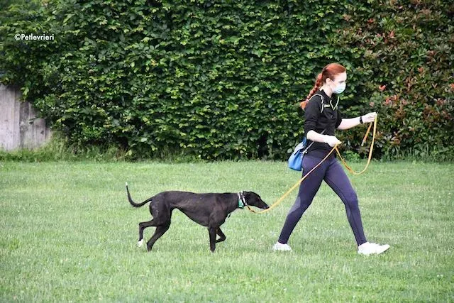 adoption day greyhound 16 maggio 2020 128