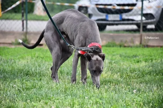 adoption day greyhound 16 maggio 2020 130
