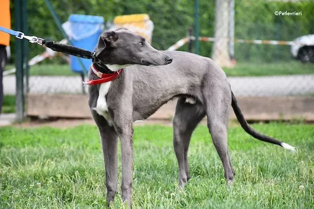 adoption day greyhound 16 maggio 2020 131