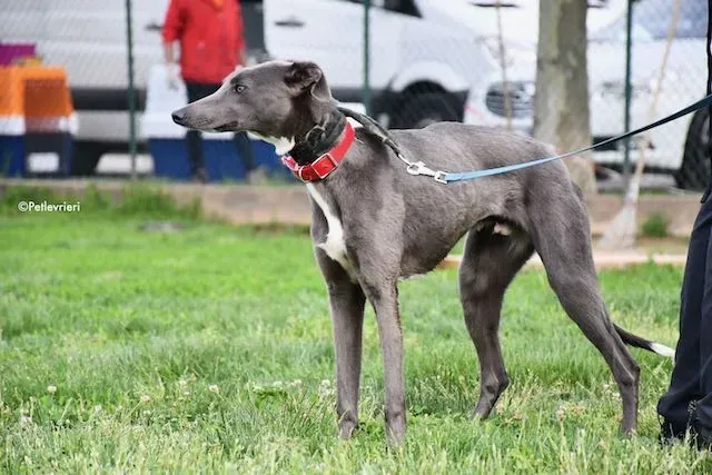 adoption day greyhound 16 maggio 2020 132