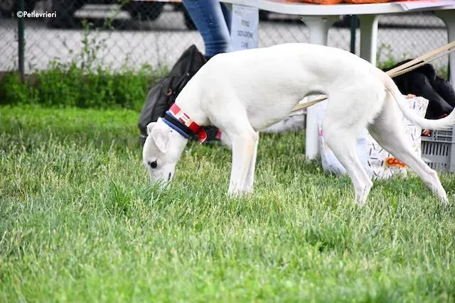 adoption day greyhound 16 maggio 2020 133