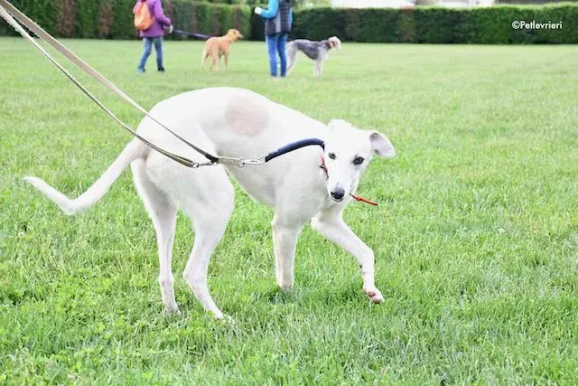 adoption day greyhound 16 maggio 2020 136