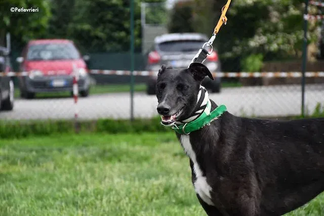 adoption day greyhound 16 maggio 2020 137