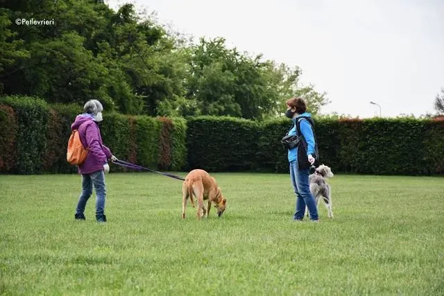 adoption day greyhound 16 maggio 2020 138