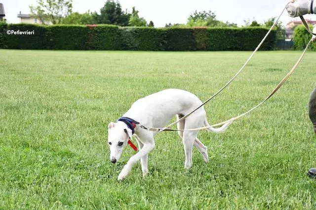 adoption day greyhound 16 maggio 2020 139