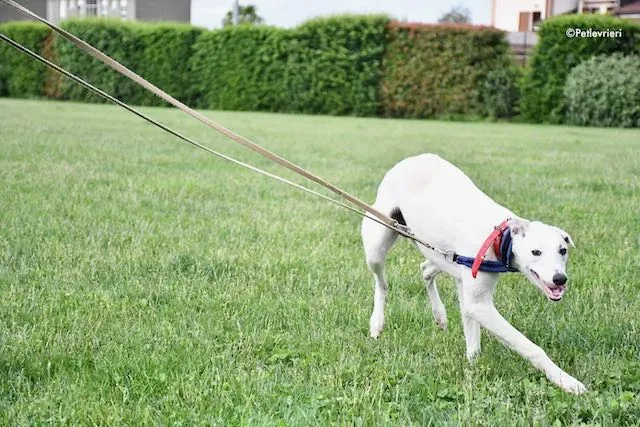 adoption day greyhound 16 maggio 2020 140